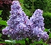 Lilak pospolity (Syringa vulgaris) 